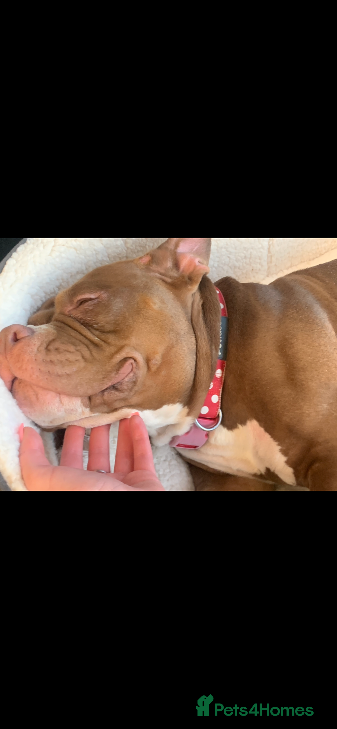 Mixed Breed dogs for sale: Stunning female pocket bully age 3 - Image 8