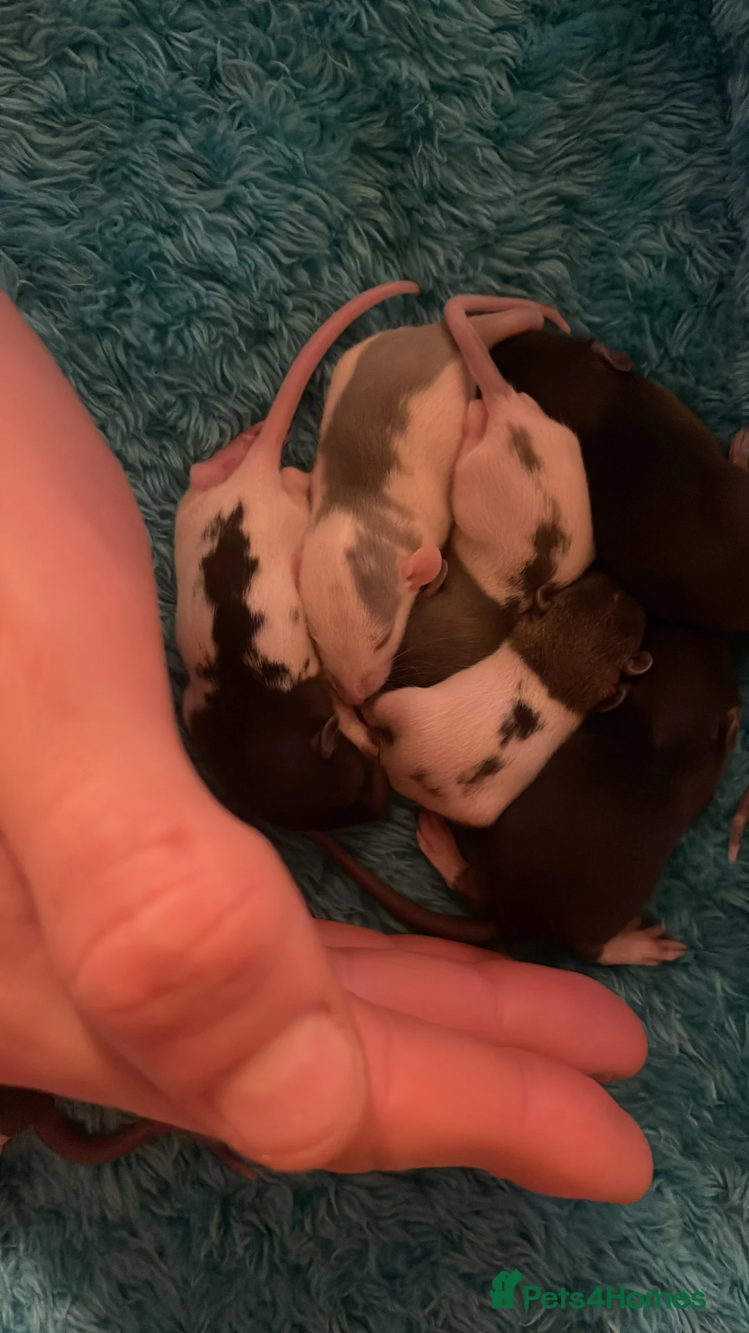 Rat rodents for sale: Rats looking for 5* homes only  - Advert 14