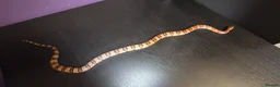 King Snake reptiles for sale: Leonis kingsnake about 2 years old - Advert 1