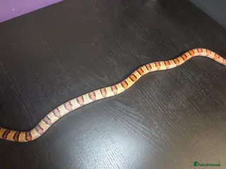 King Snake reptiles Leonis kingsnake about 2 years old - Advert 5