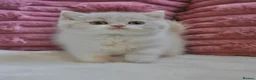 British Shorthair cats for sale: Beautiful British Shorthair Kittens  - Advert 5