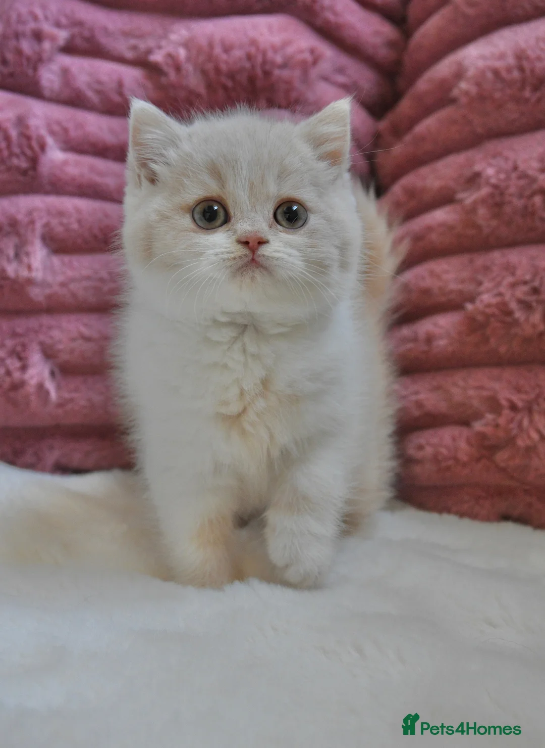 British Shorthair cats for sale: Beautiful British Shorthair Kittens  - Advert 5