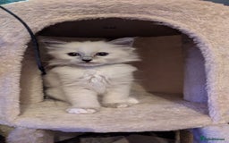 Ragdoll cats for sale: 🧁Sweet ragdolls - Image 21