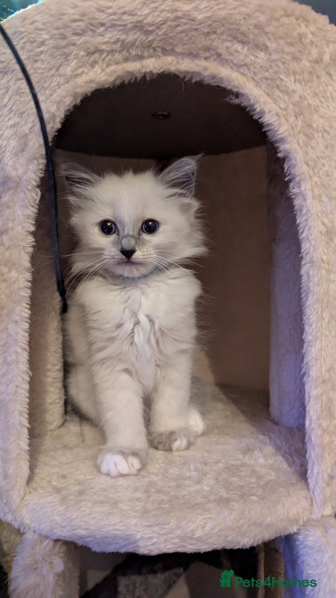 Ragdoll cats for sale: 🧁Sweet ragdolls - Image 21