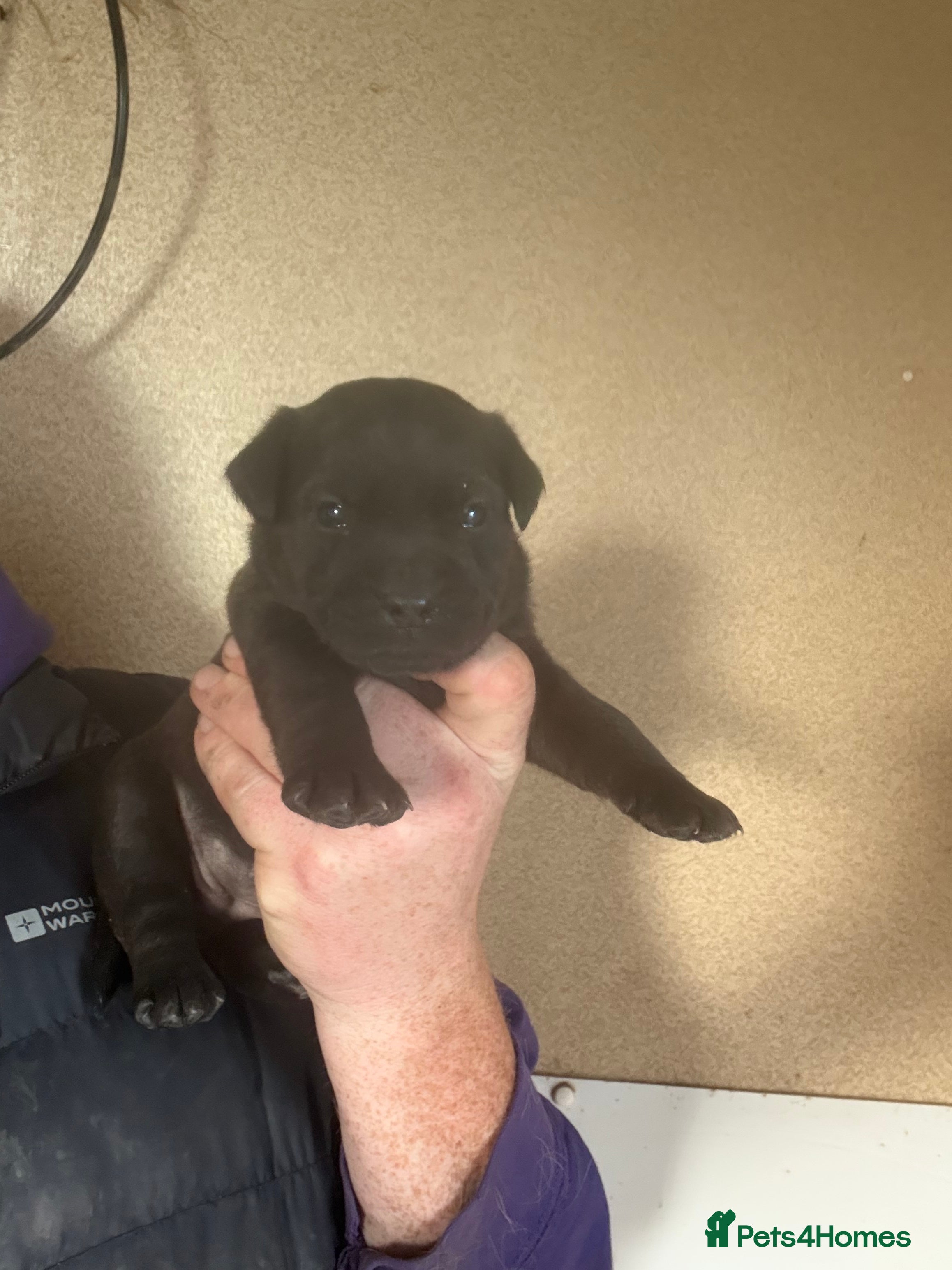 Patterdale Terrier dogs Quality Patterdale Pups - Advert 3