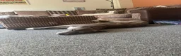Lurcher dogs for adoption: Gorgeous lurcher seeking his forever home  - Advert 5