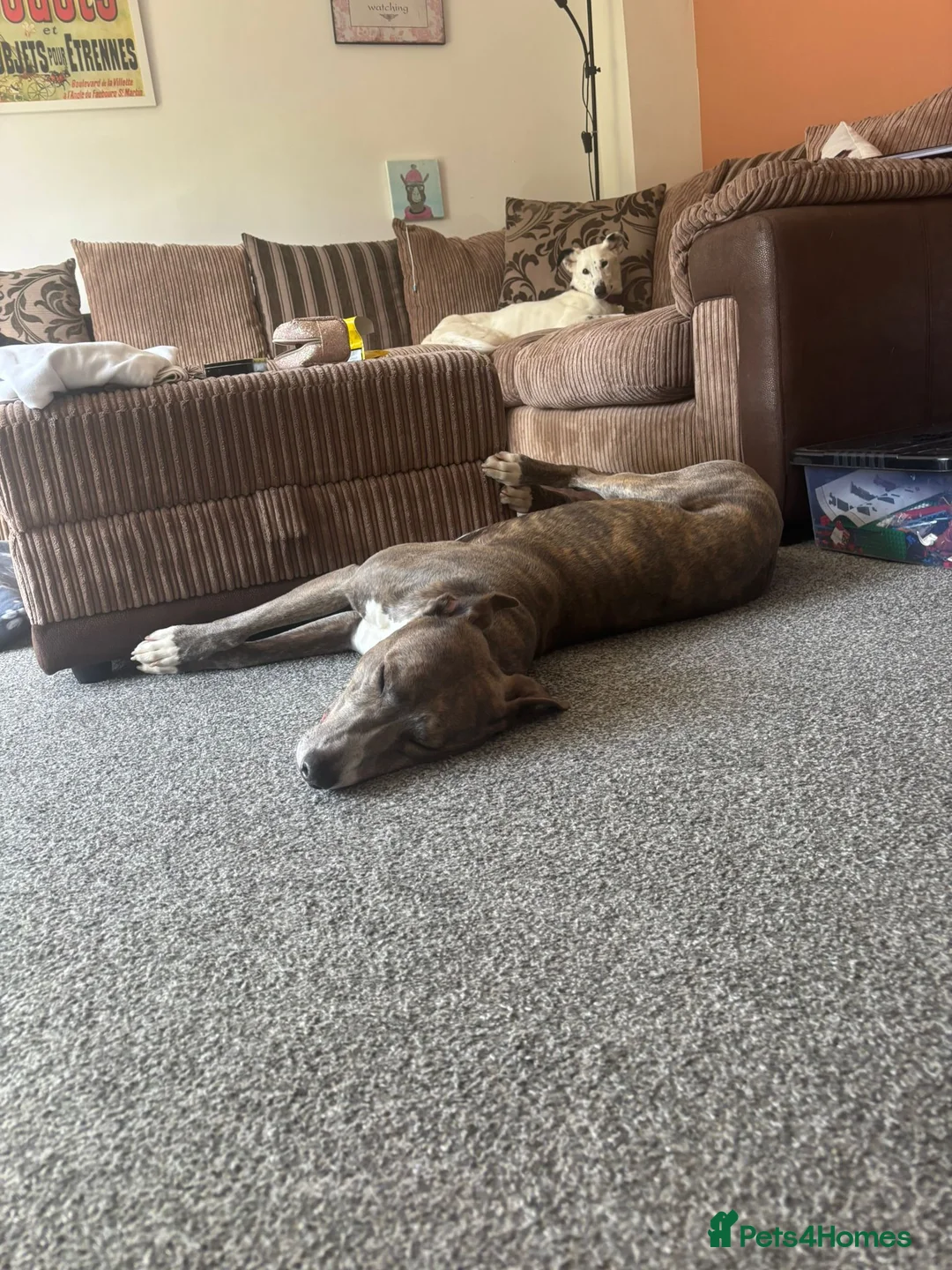 Lurcher dogs for adoption: Gorgeous lurcher seeking his forever home  - Advert 5