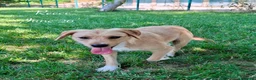 Mixed Breed dogs for adoption: Reece. 8 months approx. Available for adoption. in Brixham - Advert 1