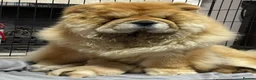 Chow Chow dogs for sale: Beautiful chow chow puppies  - Advert 11