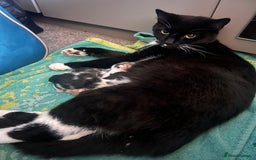 Mixed Breed cats for sale: 5 beautiful kittens  - Image 17