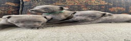 Whippet dogs for sale: 4 beautiful whippet puppies - Advert 5