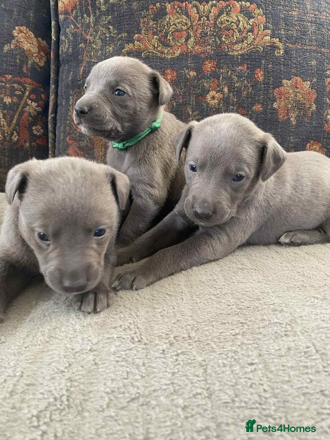 Whippet dogs for sale: 4 beautiful whippet puppies - Advert 5