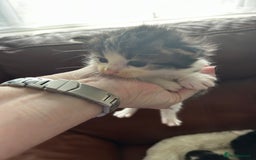 Maine Coon cats for sale: Unique Maine Coon Cross Kittens - Image 13