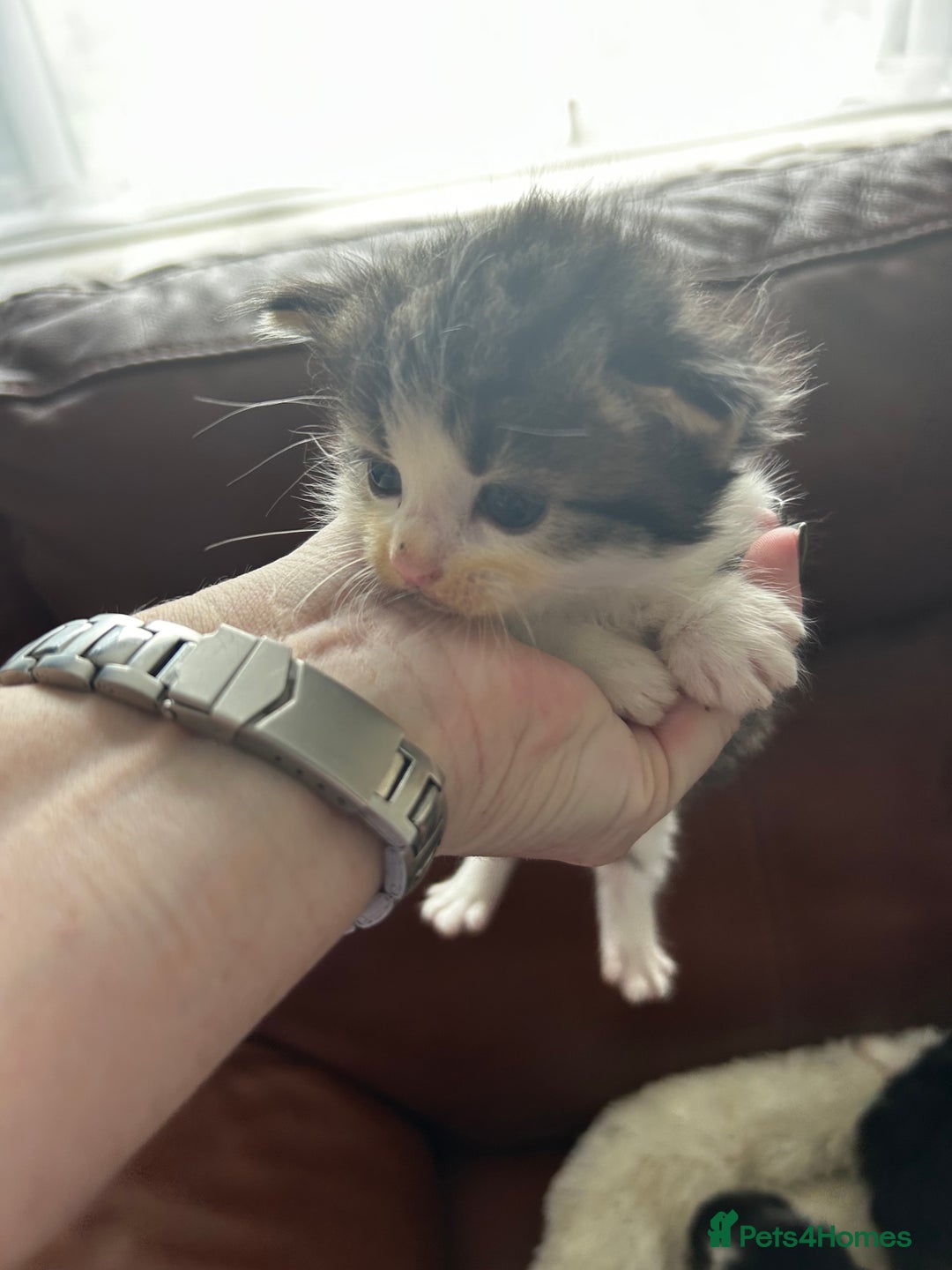 Maine Coon cats for sale: Unique Maine Coon Cross Kittens - Image 13