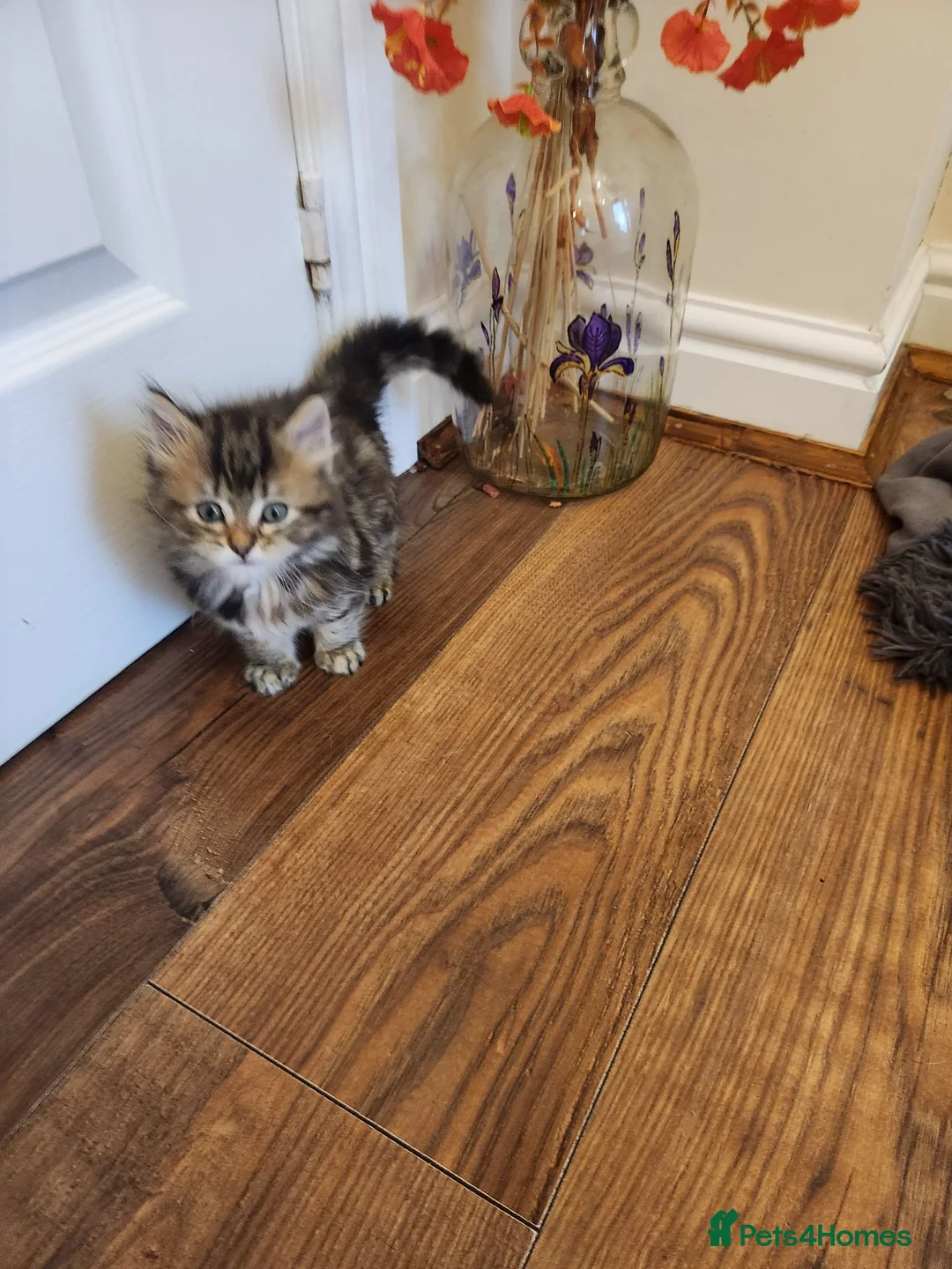 Maine Coon cats for sale: Little miss singleton  - Advert 14
