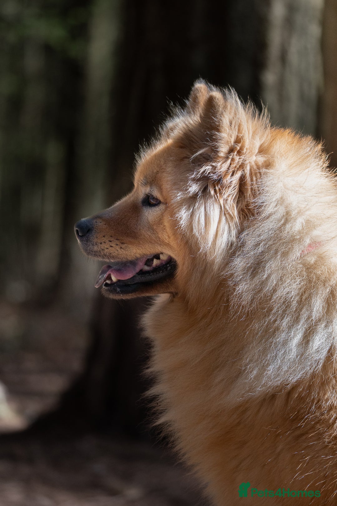 Eurasier dogs for sale: Beautiful KC Eurasier pups due september - Image 2