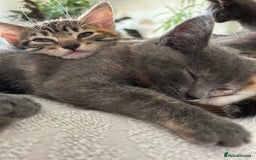 Domestic Shorthair cats for sale: 4 beautiful domestic shorthair kittens  - Image 21