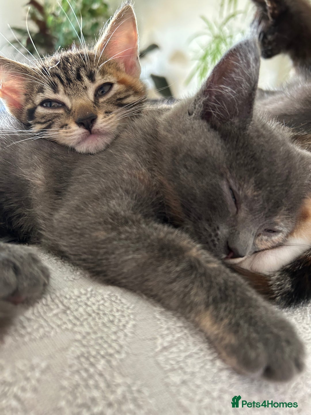 Domestic Shorthair cats for sale: 4 beautiful domestic shorthair kittens  - Image 21