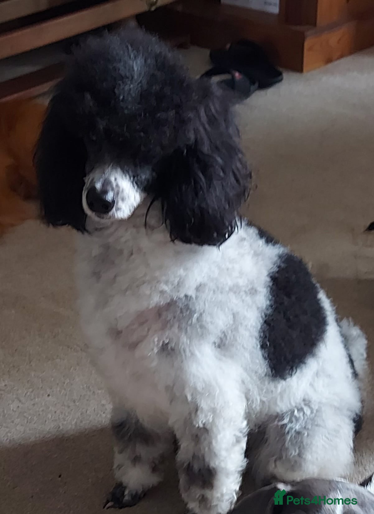 Miniature Poodle dogs Black Miniature Poodle  6 Months Old poppy in Idle - Advert 15
