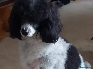 Miniature Poodle dogs Black Miniature Poodle 6 Months Old poppy in Idle - Advert 15