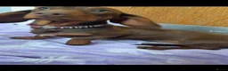 Miniature Dachshund dogs for sale: Mini dachshund girl - Advert 4