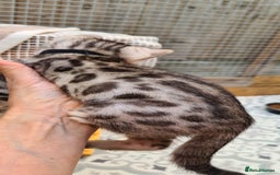 Bengal cats for sale: Full pedigree bengal kitten - Image 3