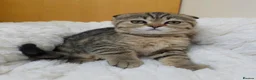 British Shorthair cats for sale: Golden Tabby Kittens  - Advert 28
