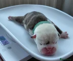 English Bulldog Puppy 2