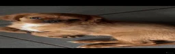 Mixed Breed dogs for sale: King Charles Cavalier Puppies Ready Now - Advert 8