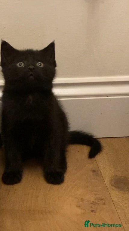 Mixed Breed cats Gorgeous kittens - Advert 12