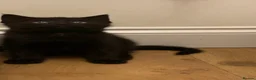 Mixed Breed cats for sale: Gorgeous kittens - Advert 2