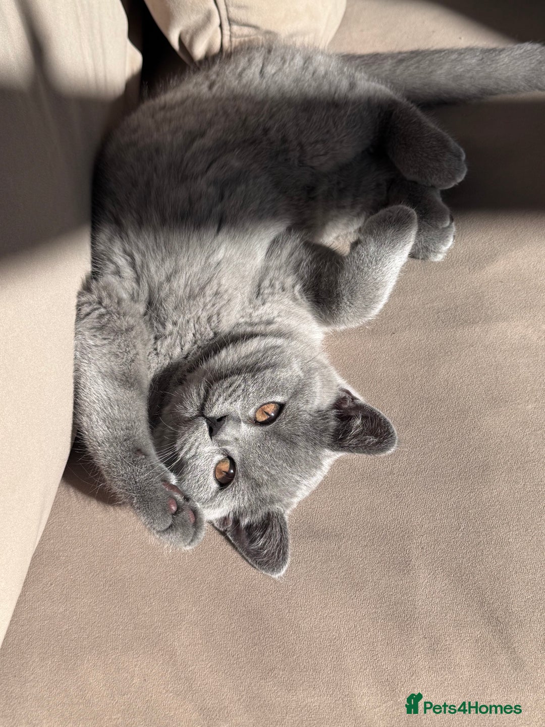 British Shorthair cats for sale: Gccf active Championship British Shorthair Female - Advert 5