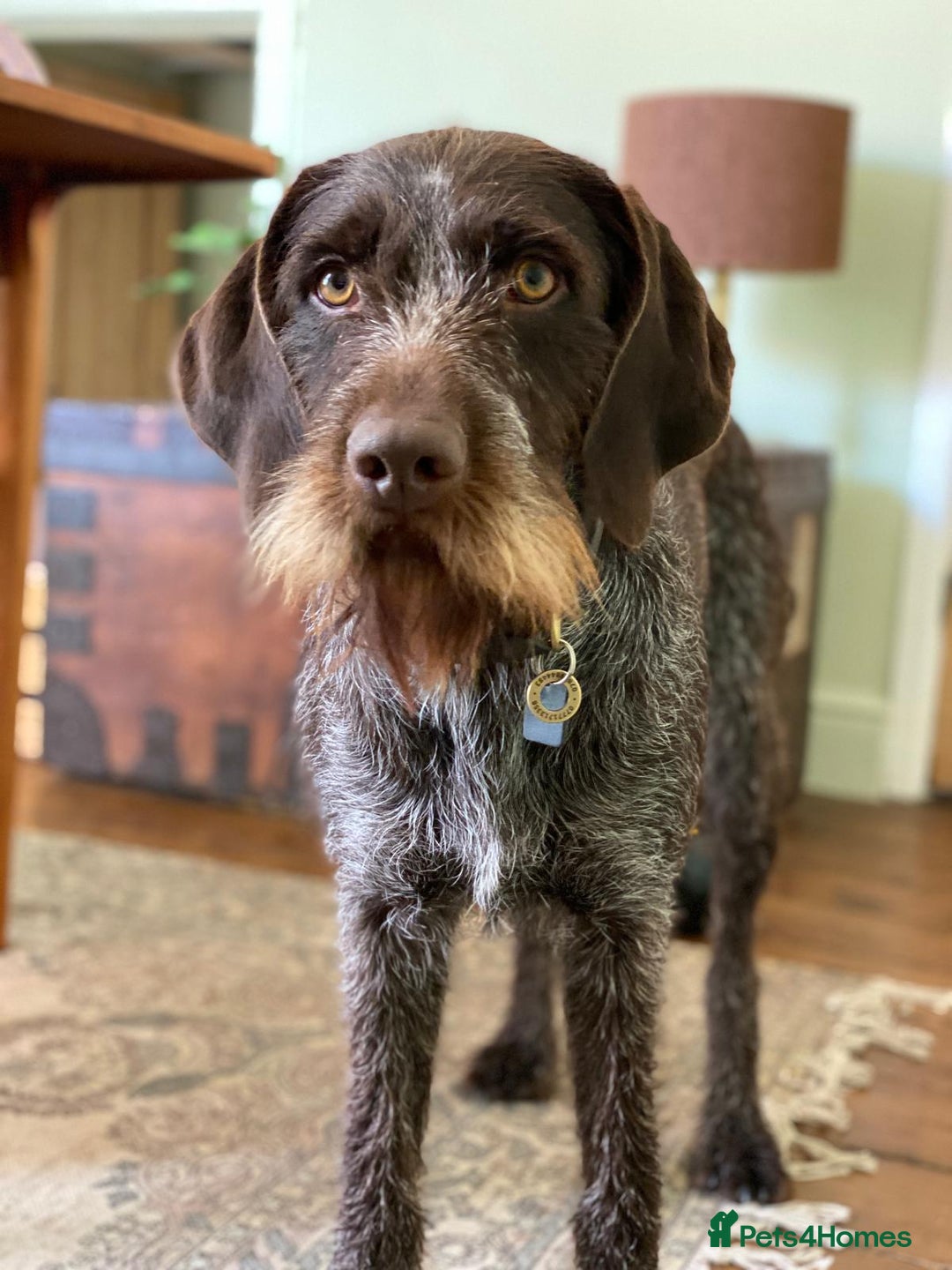 Mixed Breed dogs for sale: Expected Wirehaired Vizla x GWH Pointer puppies  - Image 4