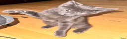 Russian Blue cats for sale: Russian Blue Male Kitten  - Advert 4