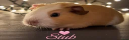 Guinea Pig rodents for sale: Available now gorgeous babies  - Advert 2