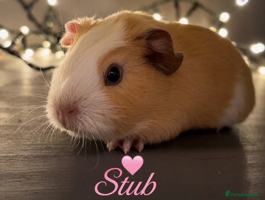 Guinea Pig rodents for sale: Available now gorgeous babies  - Advert 2