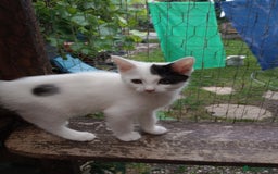 Turkish Van cats for sale: Turkish van mix maicoon  - Image 2