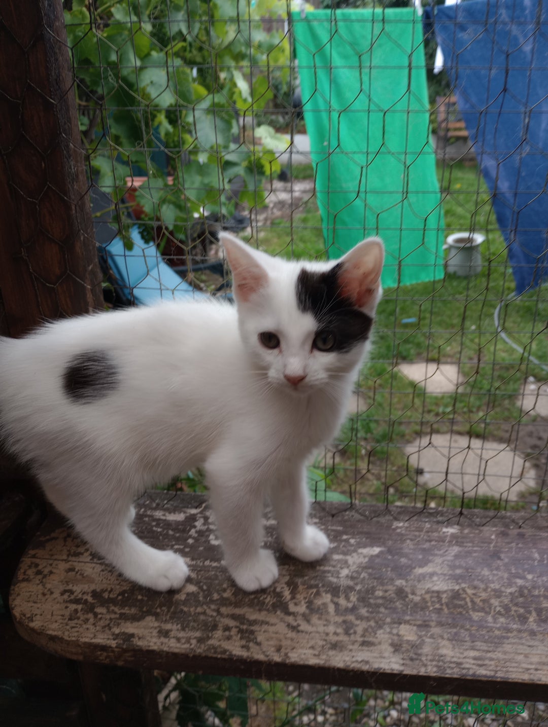 Turkish Van cats for sale: Turkish van mix maicoon  - Image 2