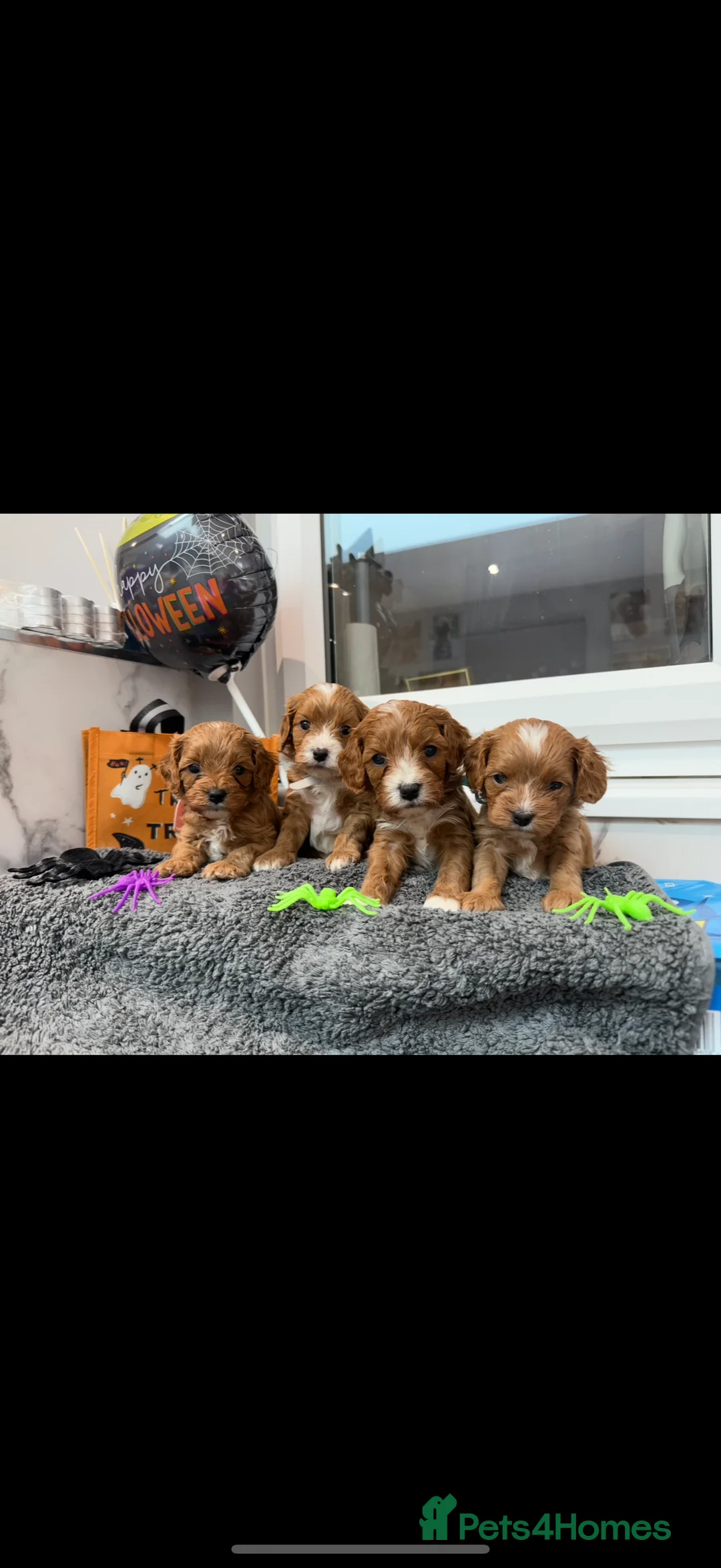Cavapoo dogs for sale: Beautiful F1 Red Cavapoos- Health Tested - Advert 24