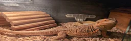 Bearded Dragon reptiles for sale: Female bearded dragon  in Hailsham - Advert 6