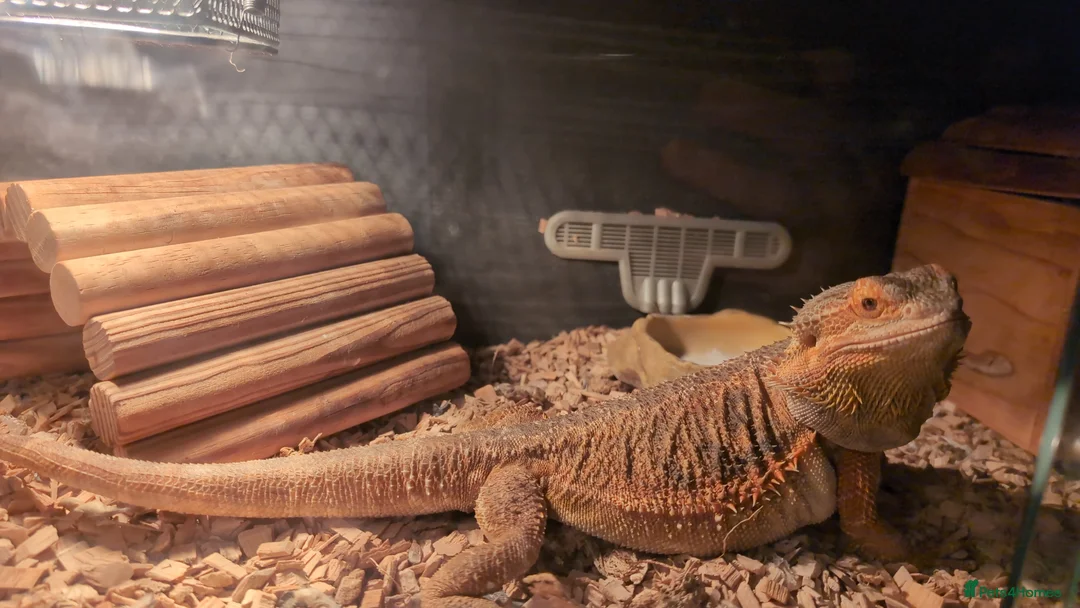 Bearded Dragon reptiles for sale: Female bearded dragon  in Hailsham - Advert 6