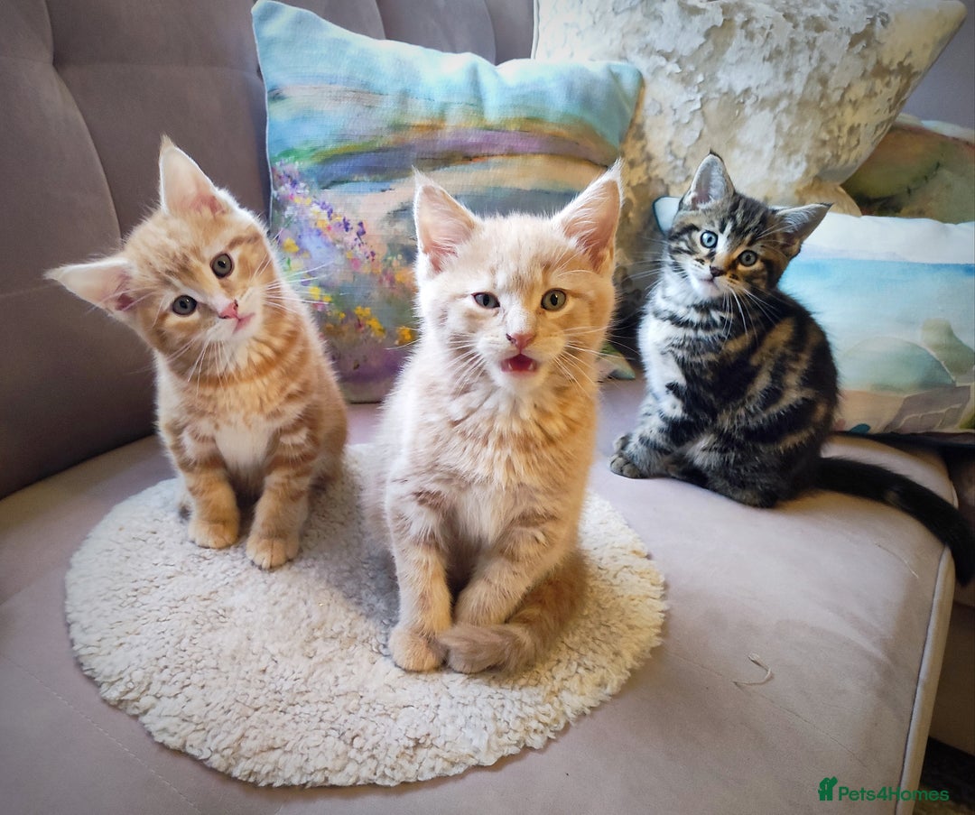 Mixed Breed cats for sale: 🐾 Affectionate Maine Coon Mix Kittens for Sale 🐾 - Advert 29