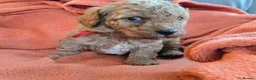 Mixed Breed dogs for sale: Beautiful Health Tested Poochon Cross Puppies  - Advert 6