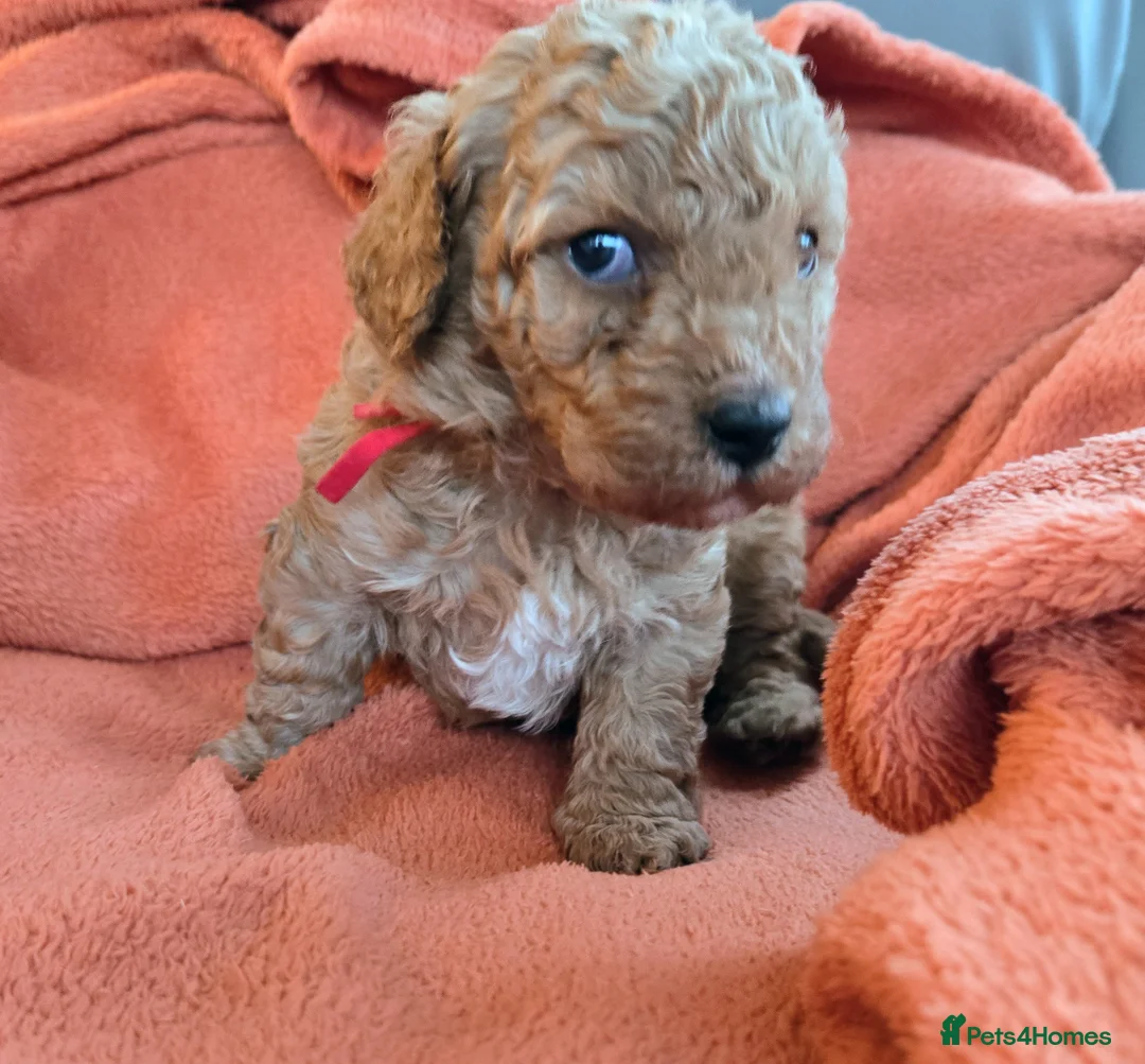 Mixed Breed dogs for sale: Beautiful Health Tested Poochon Cross Puppies  - Advert 6