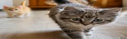 Ragdoll cats for sale: Ragdoll & Ragdoll cross kittens - Advert 7