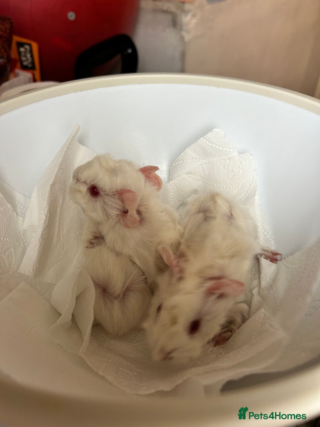Guinea Pig rodents for sale: Beautiful Otter colour full peruvian& 3 PEWs   - Advert 14