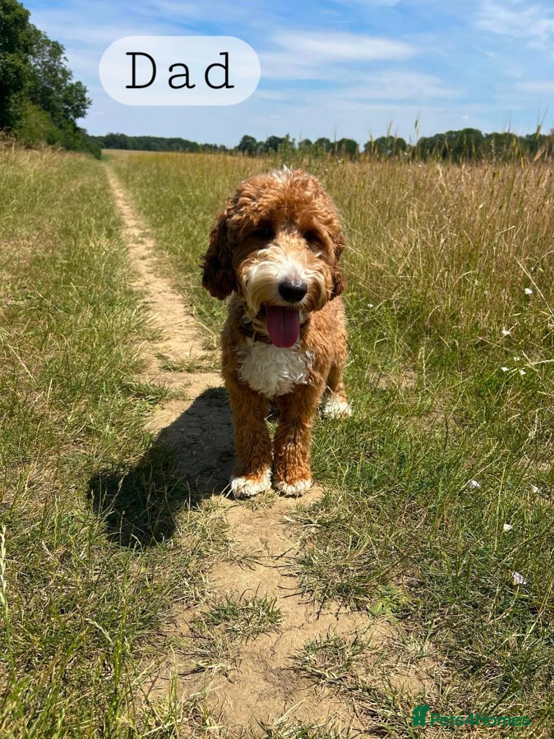Australian Labradoodle dogs for sale: Miniature Australian labradoodles - Advert 17