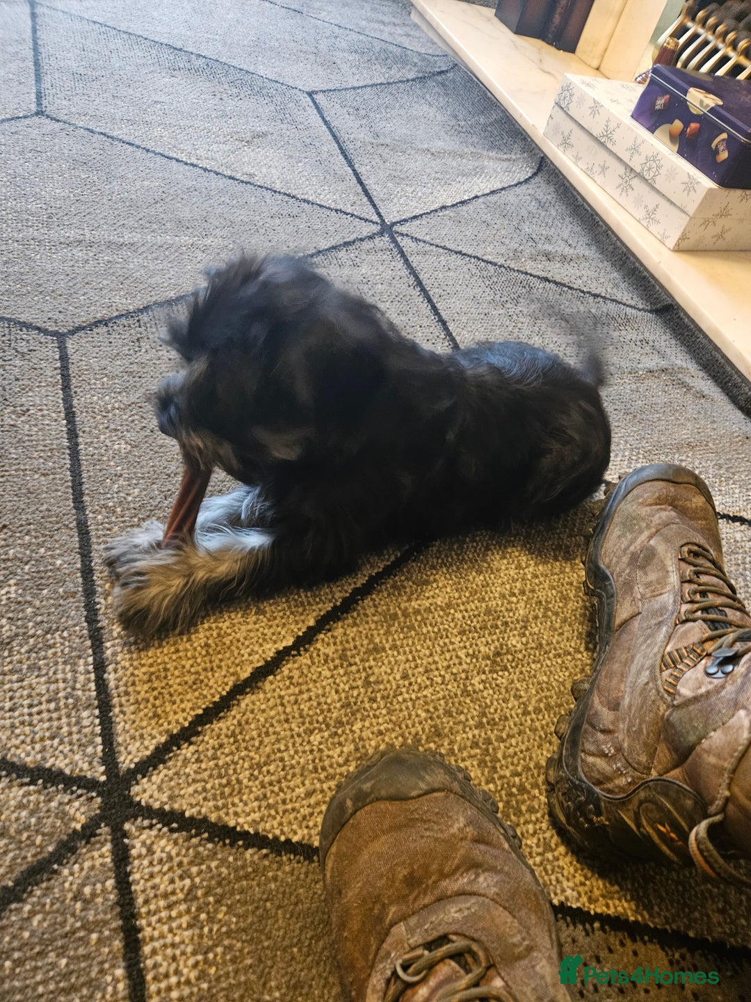 Miniature Schnauzer dogs for sale: Miniture schnauzer pups 2 boys left ready to  - Advert 6