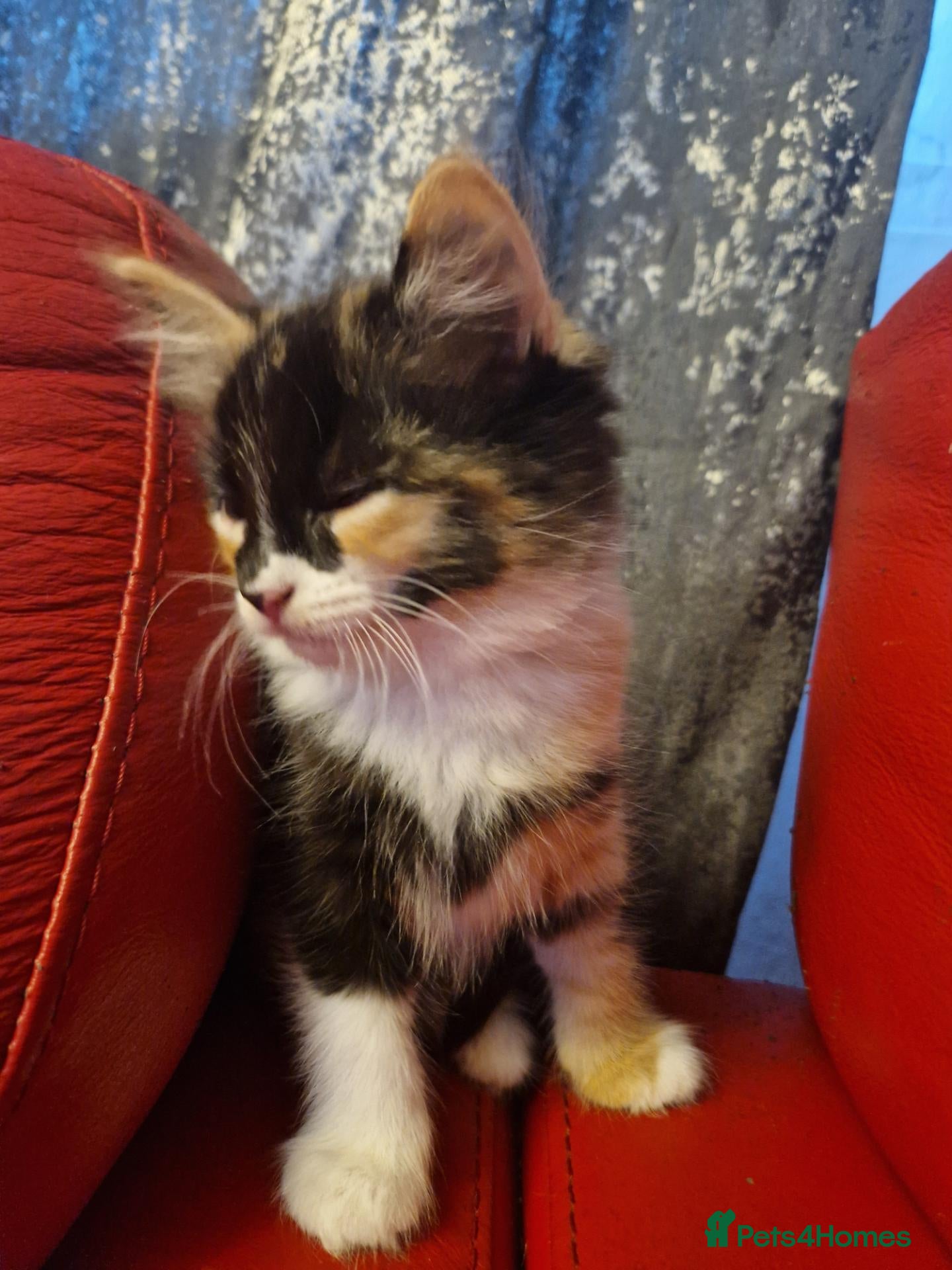 Mixed Breed cats 2 beautiful affectionate female kittens for sale  - Advert 5