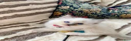Ragdoll cats for sale: Gccf Anne Baker lines champion Ragdoll kittens  - Advert 15